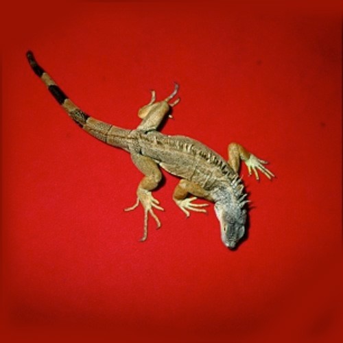Jim O’Rourke – Delivery Health